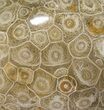 Polished Fossil Coral (Actinocyathus) - Morocco #90253-1